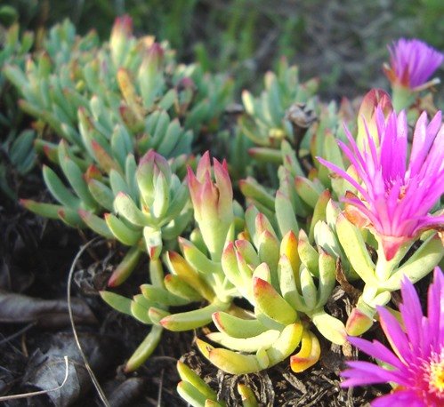 Lampranthus fugitans